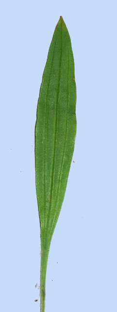 Plantago lanceolata