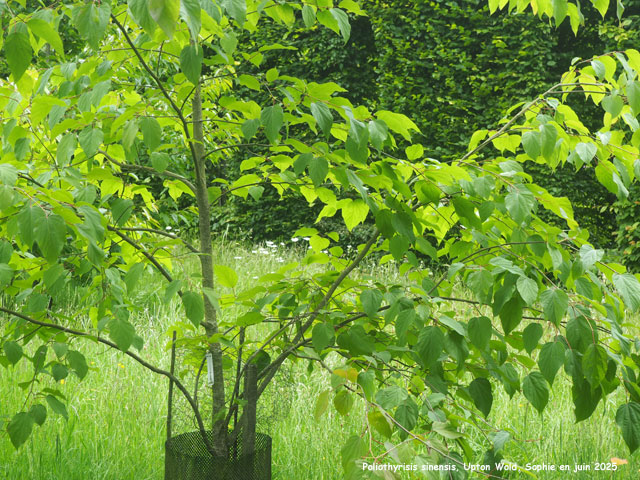 Poliothyrsis sinensis à Upton Wold