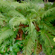 Polystichume setiferum'Plumosum Bevis'
