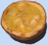 Poncirus trifoliata