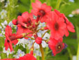 Primula japonica 'Miller's Crimson(