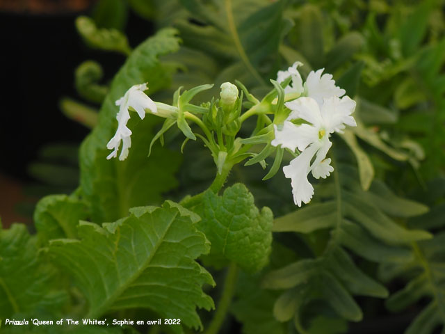 Primula 'Queen of The Whites'