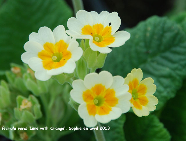 Primula veris 'Lime with Orange'