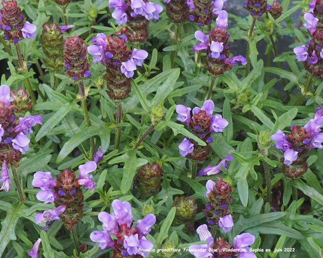 Prunella grandiflora 'Freelander Blue'