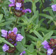 Prunella grandiflor 'Freelander Blue'