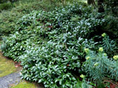 Prunus lauroceasus 'Mount Vernon'