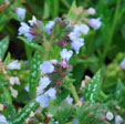 Pulmonaria 'Ocupol'