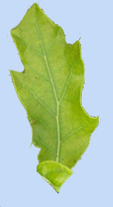 Quercus arkansana