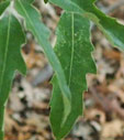 Quercus x crenata 'Waasland Select'