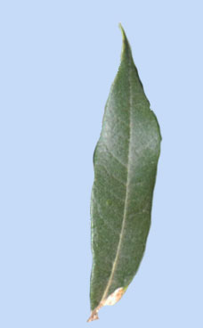 Quercus hypoleucoides