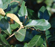 Quercus longispica