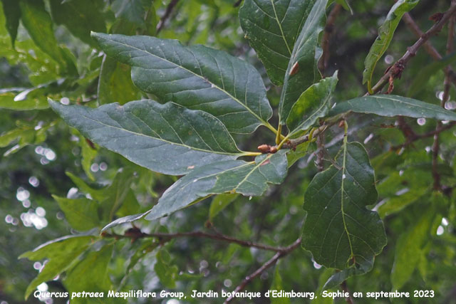 Quercus petraea Mespilifolia Group