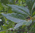 Quercus petraea Mespilifolia Group
