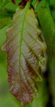 Quercus x warburgii