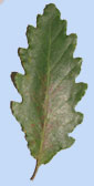 Quercus aliena var. acutissima