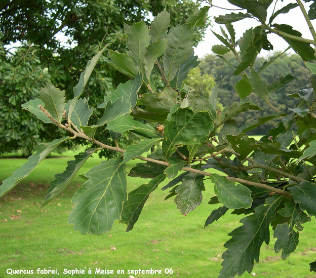 Quercus fabrei