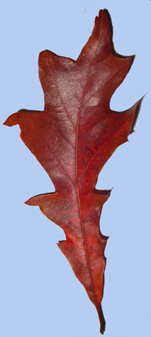 Quercus lyrata