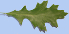 quercus palustris