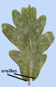 Quercus robur