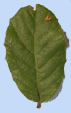 Quercus rugosa