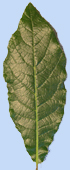 Quercus rhysophylla