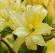 Rhododendron 'Bartholo Lazzari'