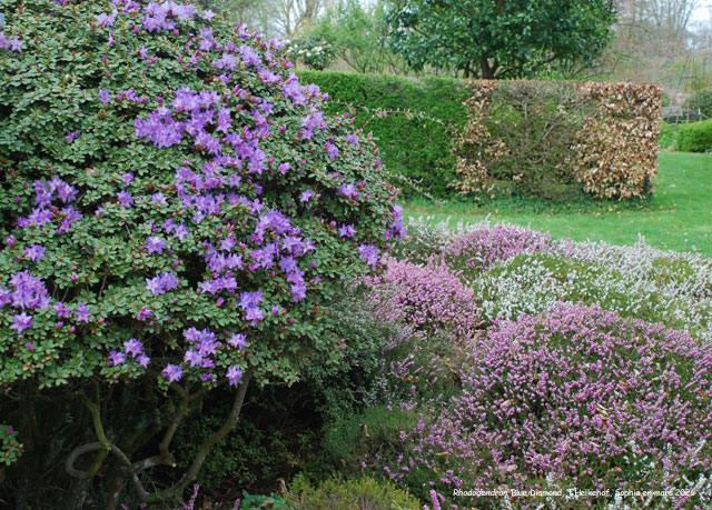Rhododendron 'Blue Diamond'