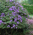 Rhododendron 'Blue Diamond'