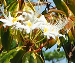 Rhododendron stamineum