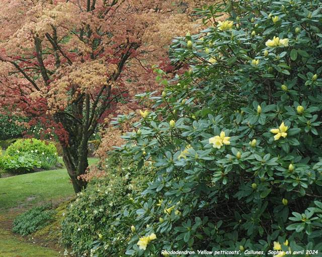 Rhododendron 'Yellow Petticoats'