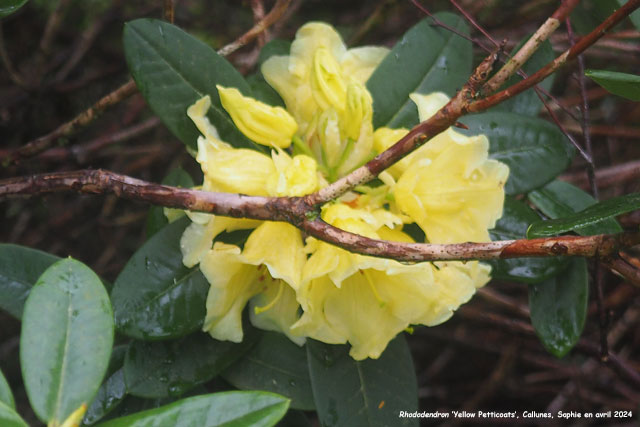 Rhododendron 'Yellow Petticoats'