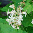 ribes sanguineum 'Icicle'