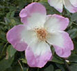 Rosa 'Frühlingsmorgen'