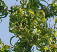 Salix babylonica 'Annularis'