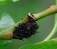 Salix gracilistylis 'Melanostachys'