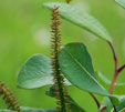 Salix magnifica