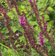 Salvia nemerosa 'Pink Beauty'