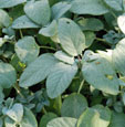 Salvia officinalis 'Berggarten''