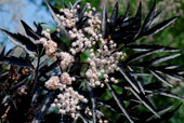 Sambucus nigra 'Black lace'