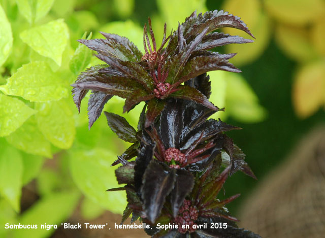 Sambucus racemosa 'Black Tower'