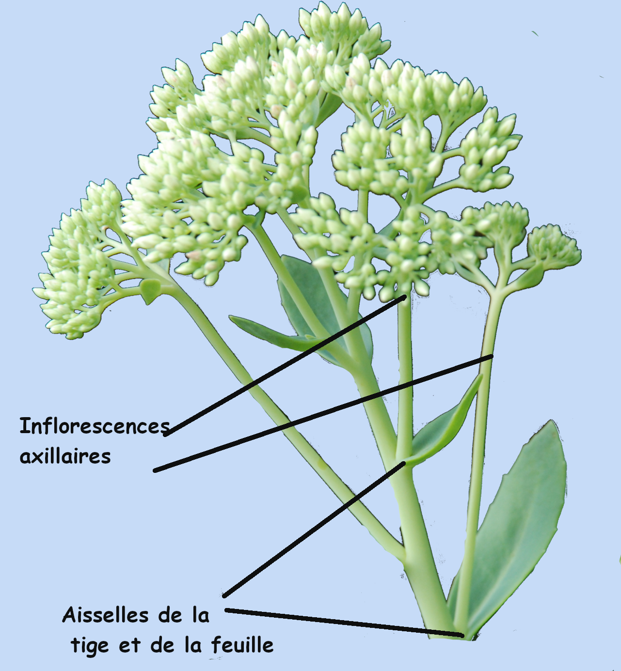 Sedum 'Herbstfreude'
