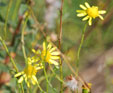 Senecio inaequidens