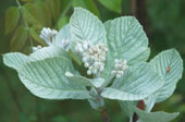 Sorbus thibetica cv