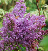 Syringa x hyacinthiflora 'Lavender Day'