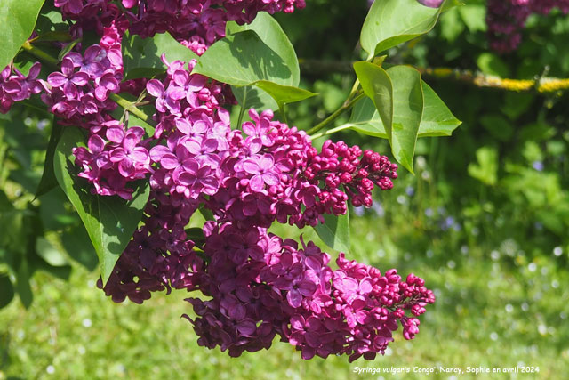 Syringa vulgaris 'Evert de Gier'