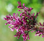 Syringa vulgaris 'Dark Purple'