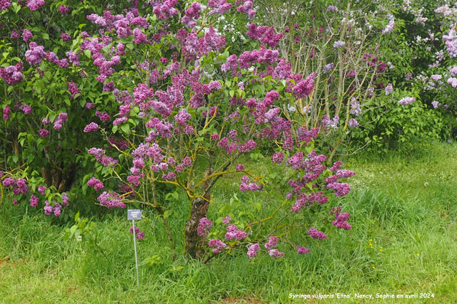 Syringa vulgaris 'Etna'