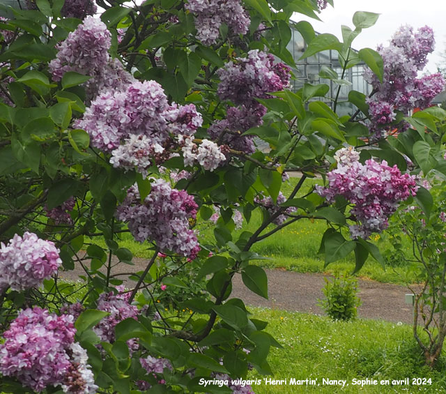 Syringa vulgaris 'Henri Martin