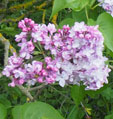 Syringa vulgaris 'Henri Martin'