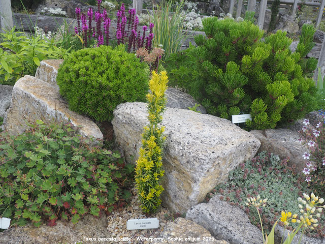 Taxus baccata 'Icicle'